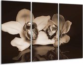 Glasschilderij Orchidee - Sepia, Bruin - 120x80cm 3Luik - Foto Op Glas - Geen Acrylglas Schilderij - GroepArt 6000+ Glas Art Collectie - Maatwerk Mogelijk
