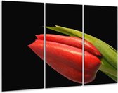 Peinture sur verre tulipe | Rouge, vert, noir | 120x80cm 3 Liège | Tirage photo sur verre |  F000996