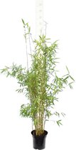 Fargesia nitida Great Wall - totale hoogte 110-130 cm - pot 5 ltr - Bamboe en grassen  - MyPalmShop