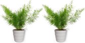 2x Kamerplant Asparagus Sprengeri - Sierasperge - ± 25cm hoog - ⌀  12cm - in witte pot