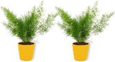 2x Kamerplant Asparagus Sprengeri - Sierasperge - ± 25cm hoog - ⌀  12cm - in gele pot
