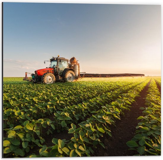 Dibond - Trekker op het Land - 50x50cm Foto op Aluminium (Wanddecoratie van metaal)