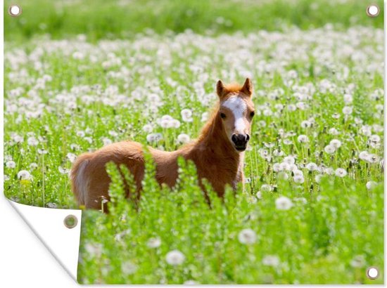 Tuin decoratie Welsh pony veulen in veld vol paardenbloemen - 40x30 cm - Tuindoek - Buitenposter