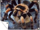 Tuinposter - Tuindoek - Tuinposters buiten - Tarantula eet kakkerlak op - 120x90 cm - Tuin