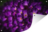 Muurdecoratie Verlichte vlinderstruik bloemen - 180x120 cm - Tuinposter - Tuindoek - Buitenposter