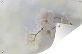 Tuinposter - Tuindoek - Tuinposters buiten - Witte orchidee tegen een vervaagde achtergrond - 120x80 cm - Tuin