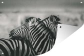 Muurdecoratie Knuffelende zebra's - 180x120 cm - Tuinposter - Tuindoek - Buitenposter