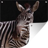 Tuinposters Nieuwsgierige zebra op zwarte achtergrond - 50x50 cm - Tuindoek - Buitenposter