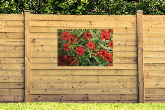 Affiche de jardin Fleurs de zinnia rouge pendant un après-midi ensoleillé 120x80 cm - Toile de jardin / Toile d'extérieur / Peintures pour l'extérieur (décoration de jardin)