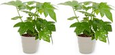 2x Kamerplant Fatsia Japonica – Vingerplant - ± 25cm hoog – 12 cm diameter - in grijze pot