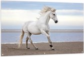 Tuinposter – Wit Paard op Strand - 150x100cm Foto op Tuinposter  (wanddecoratie voor buiten en binnen)