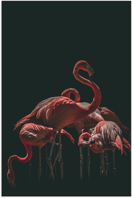Poster – Groep Flamingo's in het Donker - 40x60cm Foto op Posterpapier