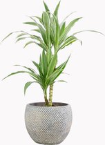 Kamerplant van Botanicly – Drakenboom in bruin plastic pot als set – Hoogte: 70 cm – Dracaena derem. Warneckei