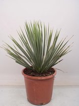 Kamerplant van Botanicly – Palmlelie – Hoogte: 55 cm – Yucca Rostrata