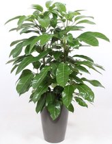 Kamerplant van Botanicly – Vingersboom in taupe plastic pot 'Santorini' als set – Hoogte: 110 cm – Schefflera Amate