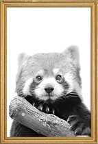 JUNIQE - Poster met houten lijst Red Panda -20x30 /Wit & Zwart