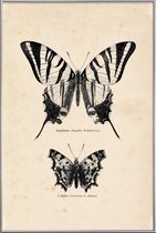 JUNIQE - Poster met kunststof lijst Butterfly Engraving -13x18 /Bruin