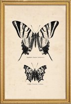 JUNIQE - Poster met houten lijst Butterfly Engraving -40x60 /Bruin &