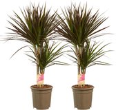 Dracaena Margenta ↨ 80cm - 2 stuks - hoge kwaliteit planten