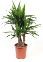 Yucca Elephantipes ↨ 110cm - hoge kwaliteit planten