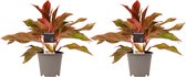 Duo 2 x Aglaonema Crete ↨ 25cm - 2 stuks - hoge kwaliteit planten