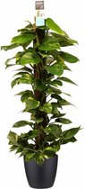 Scindapsus Mosstok 120 cm met Elho brussels black ↨ 120cm - hoge kwaliteit planten