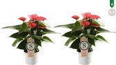 Duo Anthurium Pink Champion ↨ 30cm - 2 stuks - hoge kwaliteit planten
