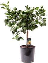 Citrus Canaliculata ↨ 85cm - hoge kwaliteit planten