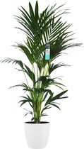 XL Kentia Palm in ELHO Brussels pot (wit) ↨ 170cm - hoge kwaliteit planten - grote planten - XL plant - binnenplanten - buitenplanten - tuinplanten - potplanten - hangplanten - pla