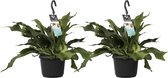 Duo Platycerium bifurcatum 'Netherlands' ↨ 45cm - 2 stuks - hoge kwaliteit planten