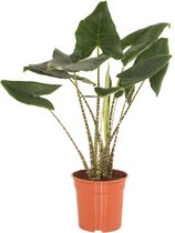Alocasia Zebrina ↨ 100cm - hoge kwaliteit planten