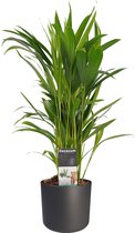 Dypsis lutescens (Areca) met Elho B.for soft antracite ↨ 50cm - hoge kwaliteit planten
