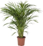 Areca / Dypsis Palm ↨ 90cm - hoge kwaliteit planten