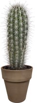 Pachycereus pringlei in grijze pot | Olifantencactus | 1 stuk | Ø 18 cm |  30 - 40 cm