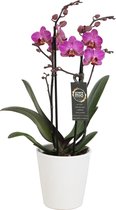 Orchidee van Botanicly – Vlinder orchidee in witte keramische pot als set – Hoogte: 45 cm, 1 tak – Phalaenopsis Perceval