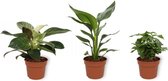 Set van 3 Kamerplanten - Coffea Arabica & Philodendron White Wave & Strelitzia Reginae - ±  30cm hoog - 12cm diameter