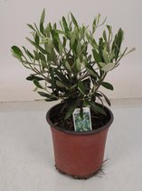 Kamerplant van Botanicly – Olijf boom – Hoogte: 35 cm – Olea europeae