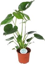 Kamerplant van Botanicly – Gatenplant – Hoogte: 45 cm, 1 tak – Monstera Deliciosa