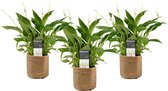 Kamerplanten van Botanicly – 3 × Lepelplant  met een bruine paper-look pot als set – Hoogte: 40 cm – Spathiphyllum wallisii Bellini