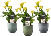 Bloemen van Botanicly – 3 × Zantedeschia aethiopica – Hoogte: 40 cm