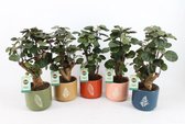 Kamerplanten van Botanicly – 5 × Polyscias in keramische pot als set – Hoogte: 40 cm – Polyscias Fabian
