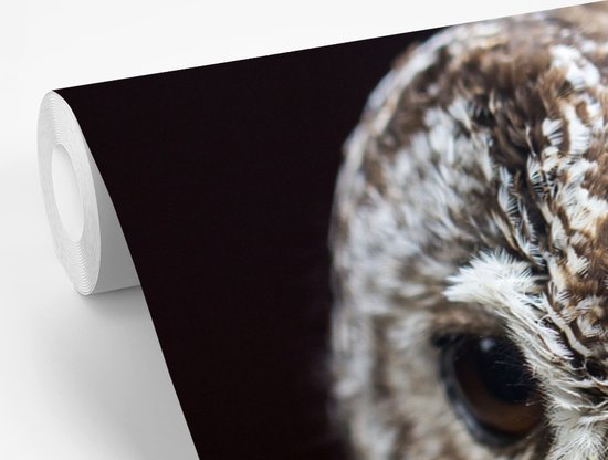 Papier peint photo vinyle - Chouette hulotte sur fond noir largeur 330 cm x hauteur 220 cm - Tirage photo sur papier peint (disponible en 7 tailles)