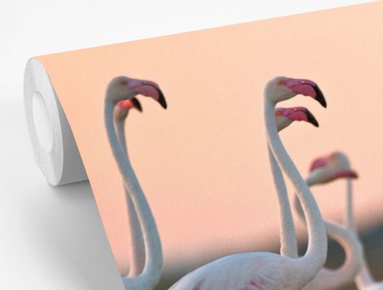 Flamants roses au coucher du soleil 330x220 cm