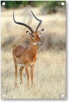 Impala Antilope op de Savanne - Tuinposter 60x90 - Wanddecoratie - Dieren - Natuur