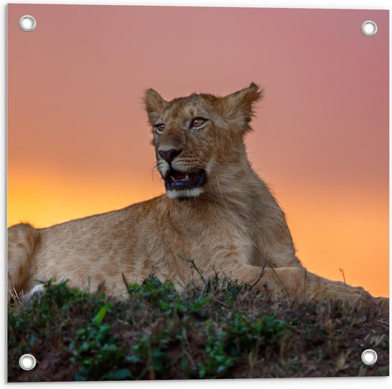 Tuinposter – Liggende Leeuw voor Oranje Horizon - 50x50cm Foto op Tuinposter  (wanddecoratie voor buiten en binnen)