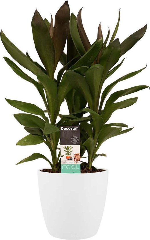 Decorum Cordyline Glauca avec Elho bruxelles blanc – ↨ 60cm – ⌀ 19cm