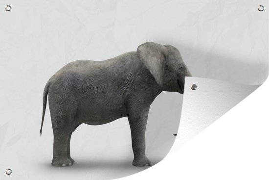 Décoration murale Eléphant sur fond blanc - 180x120 cm - Poster jardin - Toile jardin