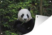 Tuinposter - Tuindoek - Tuinposters buiten - Panda - Bamboe - Bos - 120x80 cm - Tuin