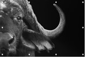 Buffalo zwart wit - Foto op Tuinposter - 225 x 150 cm