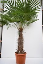 Trachycarpus fortunei - stam 100-120 cm - totale hoogte 200-250 cm - pot Ø 50 cm [pallet] - Palmen  - MyPalmShop